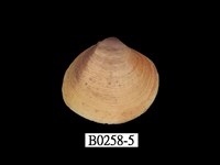 藏品(大蜆)的圖片